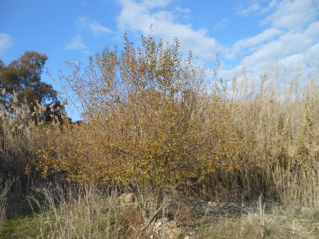 Salix atrocinerea / Salice di Gallura